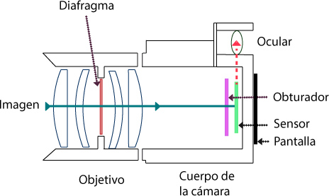 fsv